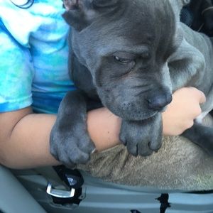 Meet your Posher, Antonis